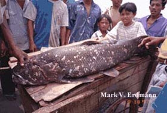 3008162020 Goodnewsfromindonesia GNFI Coelacanth 1998 8361d