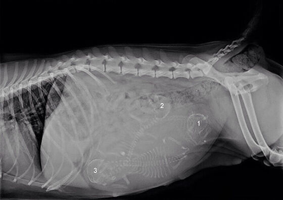 Gambar X Ray Binatang 16