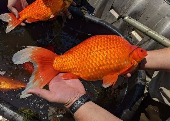 Ikan Mas Jumbo F3f57
