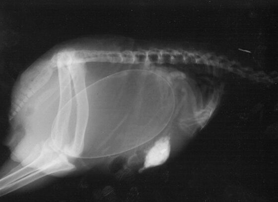 Gambar X Ray Binatang 6