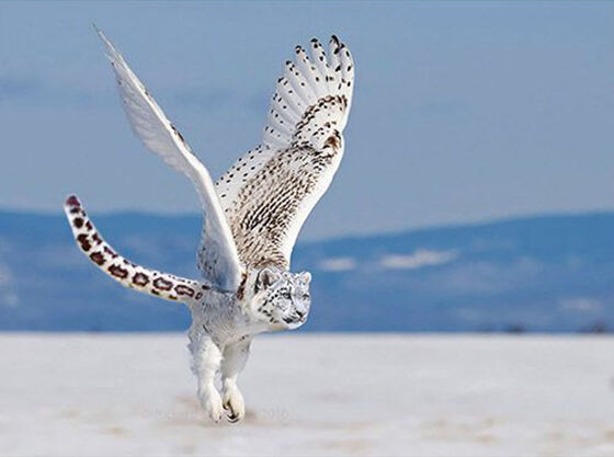 The Snowy Owlpard Foto Photoshop Unik Gabungan Hewan
