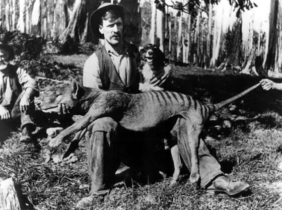 Perburuan Tasmanian Tiger F8c26