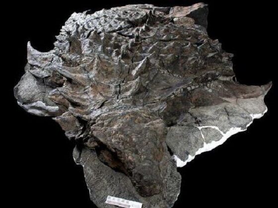 Fosil Isi Perut Nodosaurus E44a5