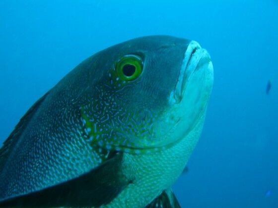 Ikan Kakap Tertua Di Dunia F46da