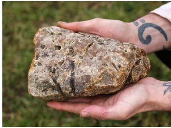 Ambergris 74264