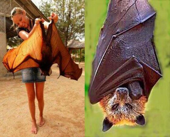 Megabat Kelelawar Raksasa 55617