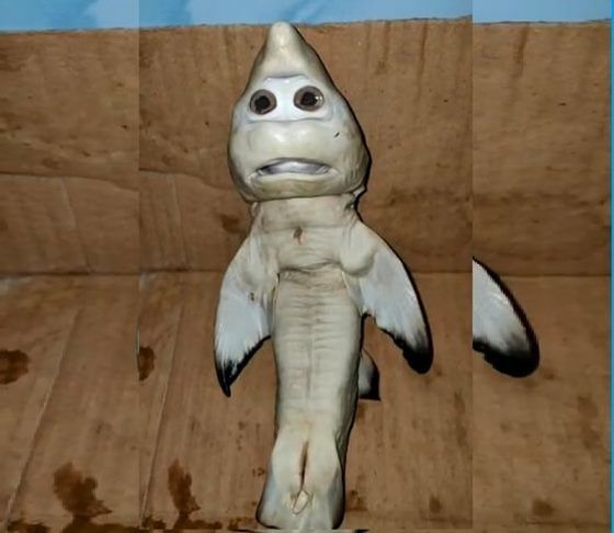 Anak Ikan Hiu Berwajah Mirip Manusia 72181