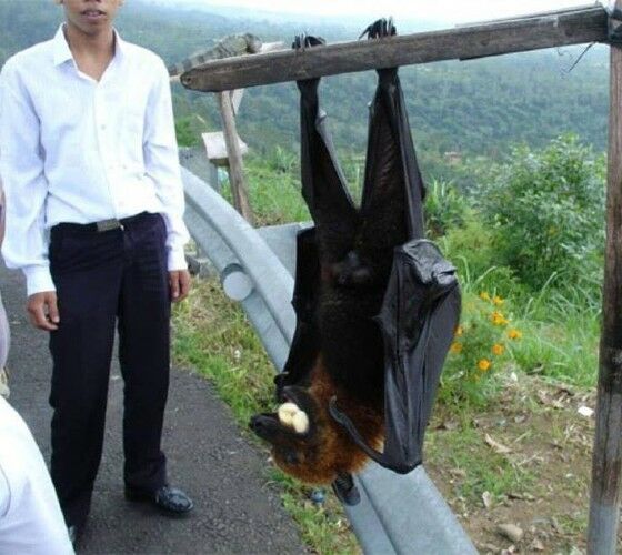 Megabat Terancam Punah 98165