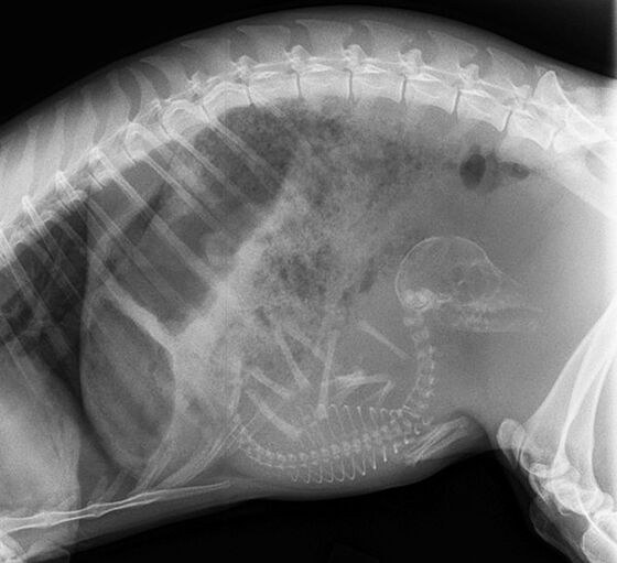 Gambar X Ray Binatang 7