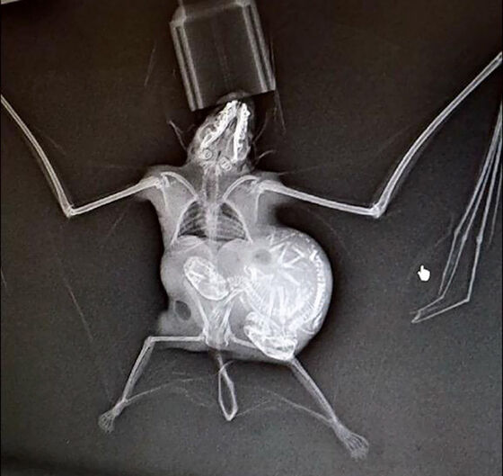 Gambar X Ray Binatang 10