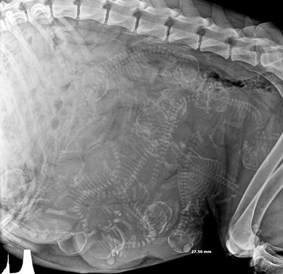 Gambar X Ray Binatang 2