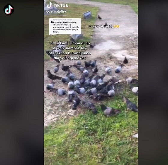 Makam Pria Dipenuhi Ratusan Merpati A4b1e
