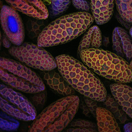 Foto Makro Terbaik 2017 06
