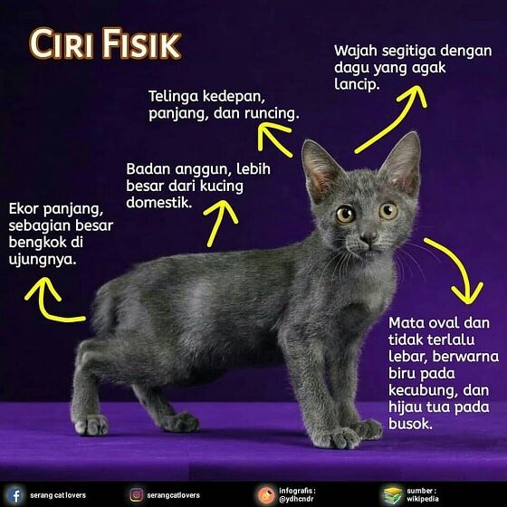 Kucing Busok Madura 2 9a32f
