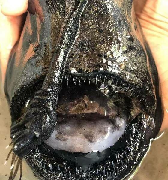 Gigi Anglerfish 17863 6e975