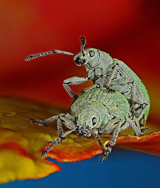 Foto Makro Terbaik 2017 10