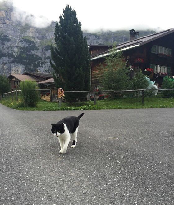 Kucing Penyelamat Pendaki Yang Tersesat Di Pegunungan Alpen 3 Be6a9