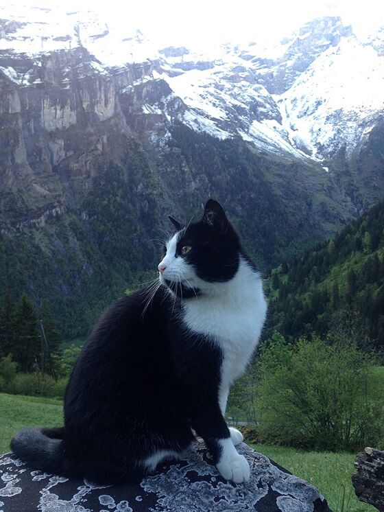 Kucing Penyelamat Pendaki Yang Tersesat Di Pegunungan Alpen 2 3716d