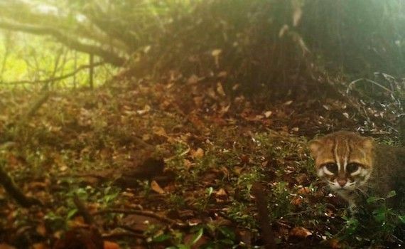Kucing Kepala Datar 802ee 0f3a2
