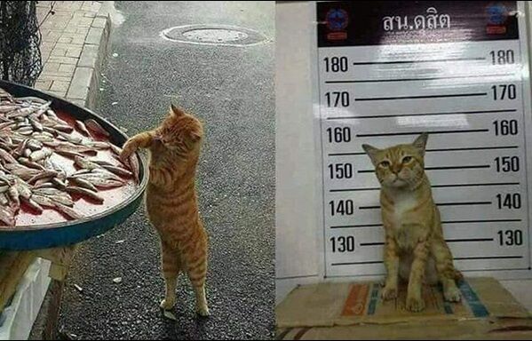 Ekspresi Kucing Terlucu Terimut Instagram 2018 4 Cfb0c
