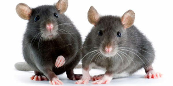 Tikus Cyborg 6fe6d