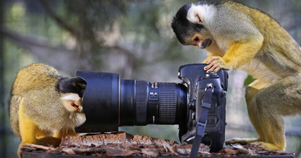 8 Hal Yang Pemilik Kamera Canggih Rasakanmonkey Cam Investigating