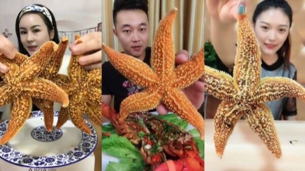 Mukbang Bintang Laut 7bd33