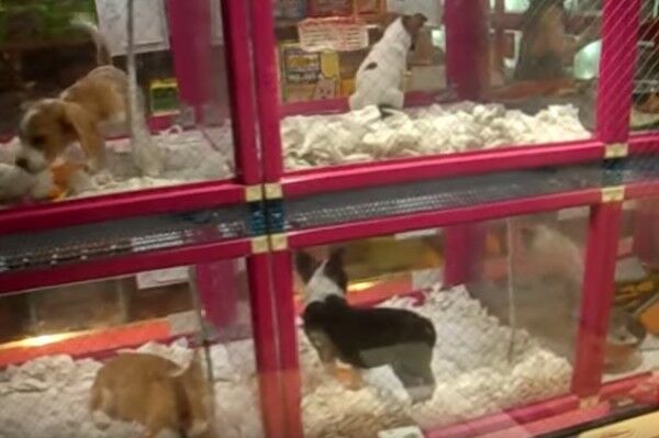 Puppies A2a6d