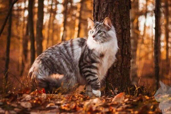 Norwegian Forest Cat 35bf1