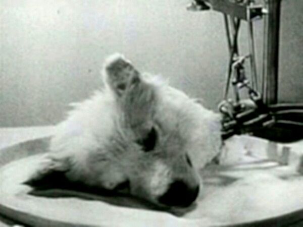 Transplantasi Kepala Anjing 8c4a2
