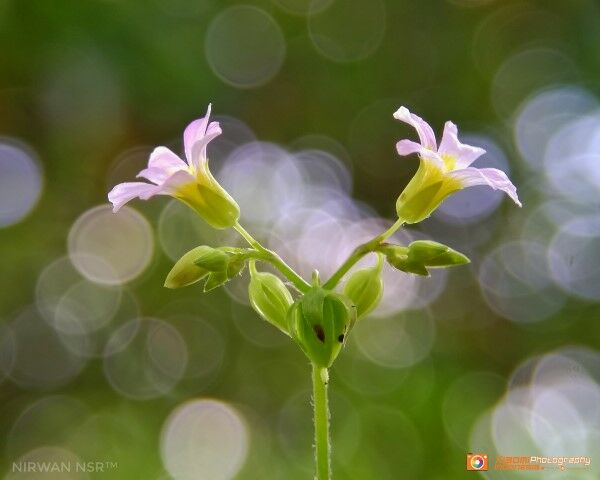 Foto Nirwan Xiaomi10