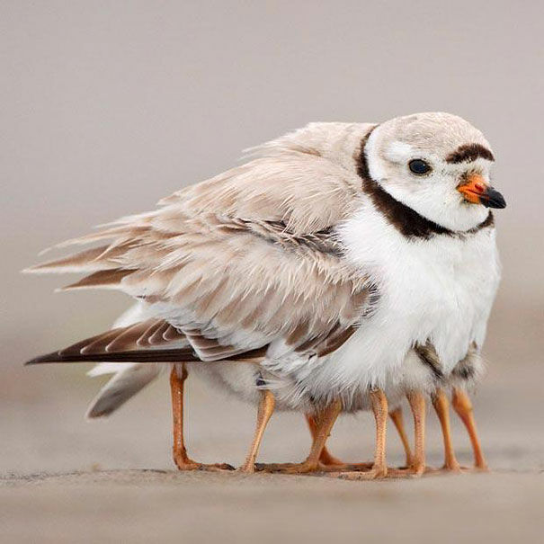 Burung Berkaki Seribu