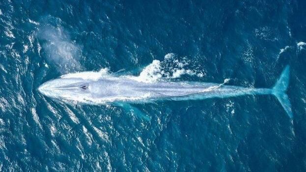 Paus Biru Hidup Di Kedalaman Laut B11cf