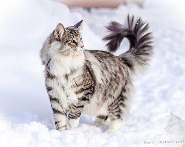 Siberian Cat 90ddb