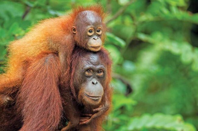 Ibu Adalah Orang Terbaik 13