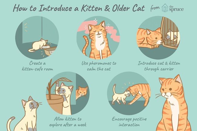 Usia Kucing 3 D93b5