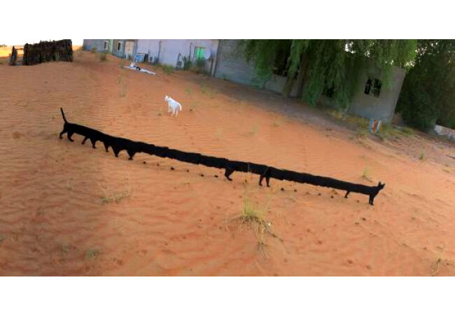 Panoramic1