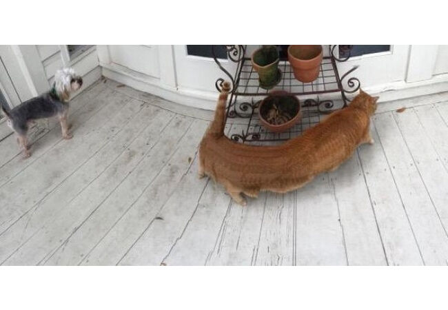 Panoramic2