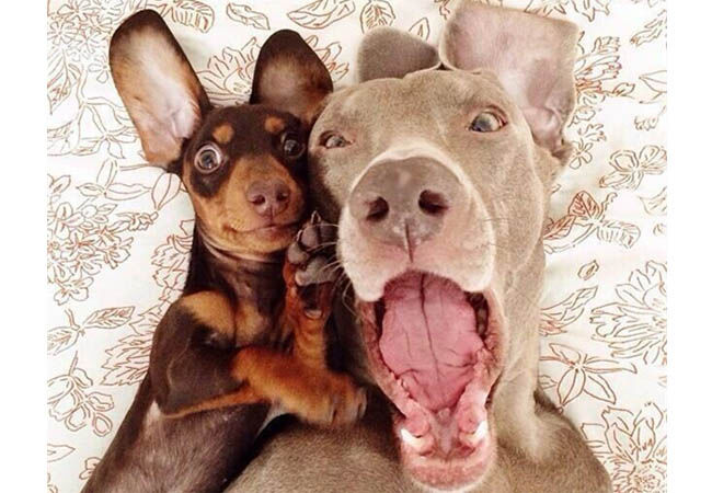 Dogfie4