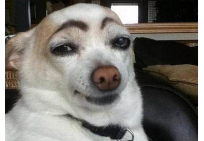 Dogfie8