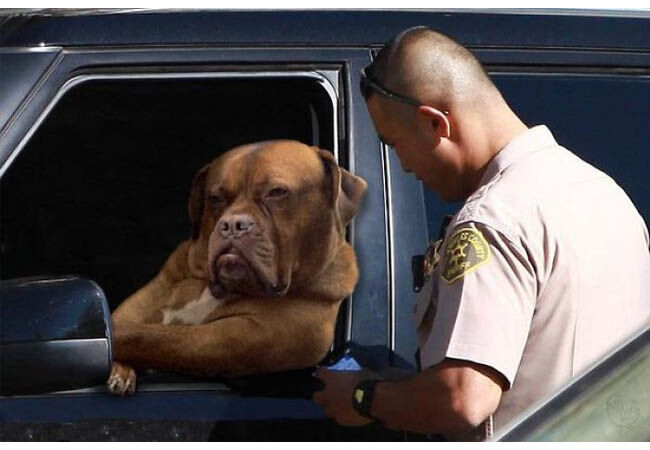 Photoshop Anjing Teranjay 1