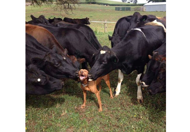 Sapi2