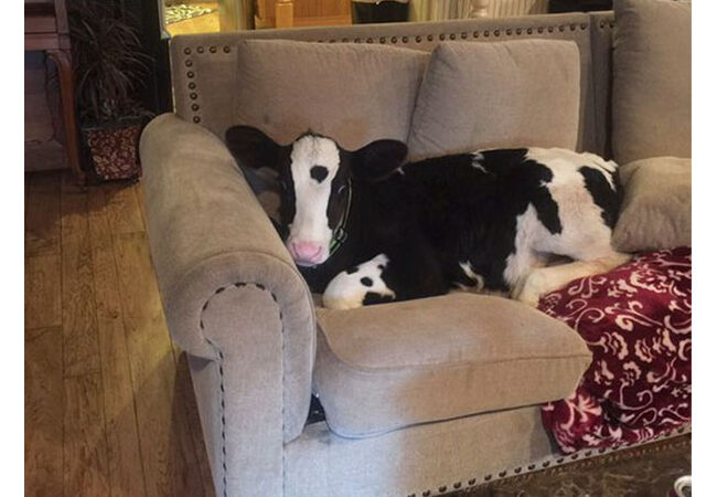 Sapi4