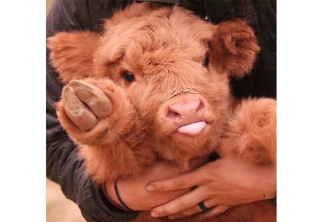 Sapi5