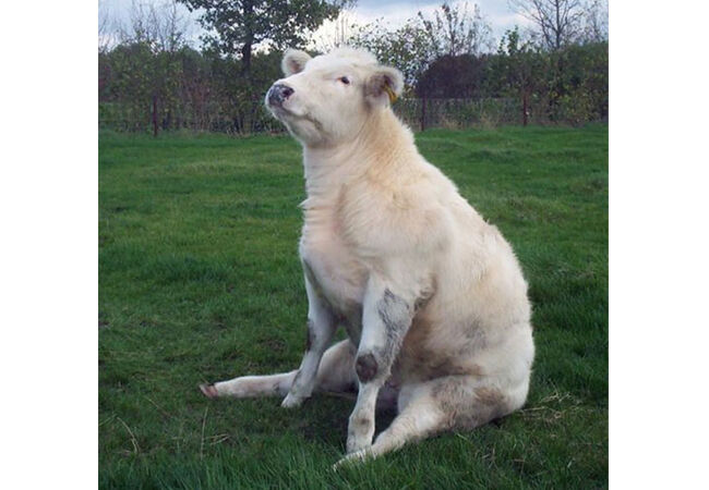 Sapi8