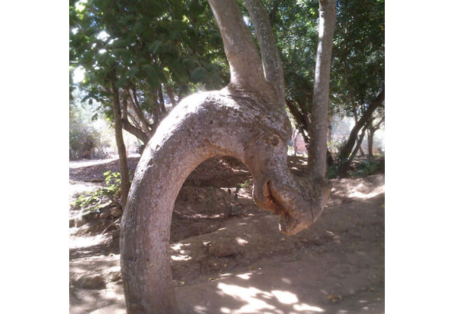 Pohon 6