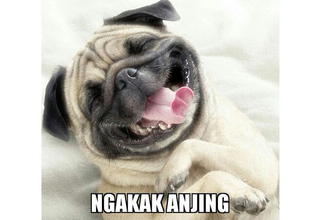 Meme Anjing 1 C2fd7