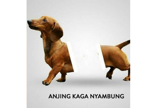 10 Meme Anjing Terkocak Bikin Kamu Ingin Berkata Kasar di 