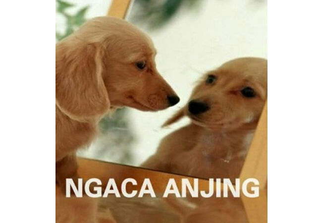 Meme Anjing 3 8bb0e
