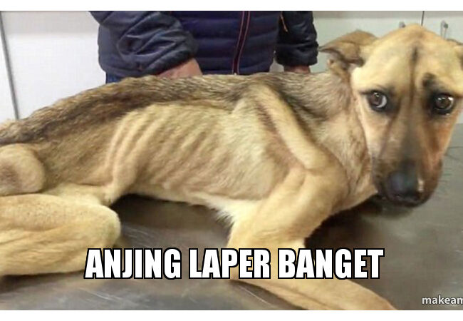 Meme Anjing 4 948cd